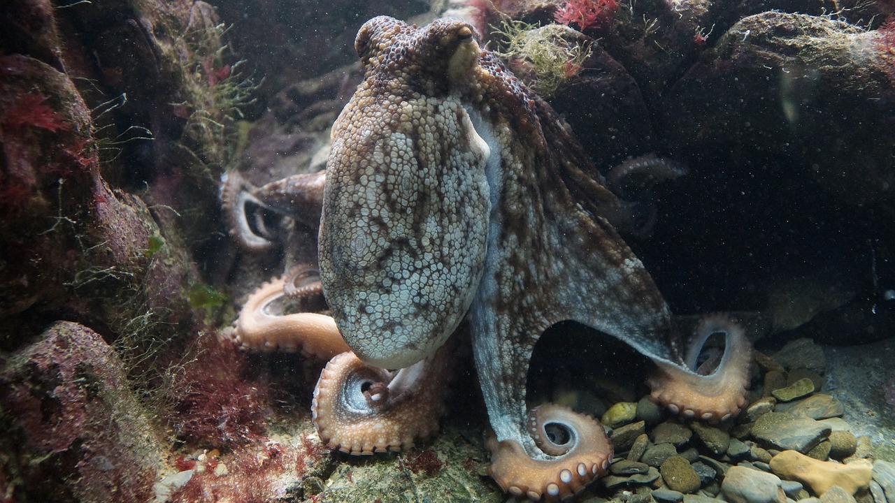 八爪魚最新動(dòng)態(tài)揭秘，海洋世界的神秘生物探索之旅